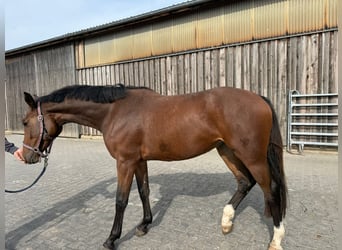 Hannover, Giumenta, 3 Anni, 165 cm