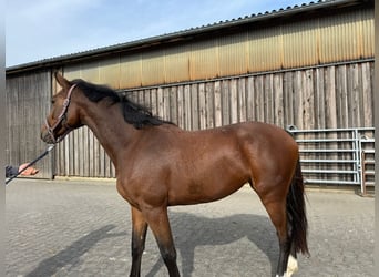 Hannover, Giumenta, 3 Anni, 165 cm