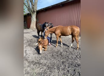 Hannover, Giumenta, 3 Anni, 165 cm, Sauro