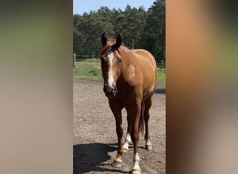 Hannover, Giumenta, 3 Anni, 165 cm, Sauro