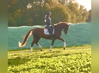 Hannover, Giumenta, 3 Anni, 165 cm, Sauro scuro