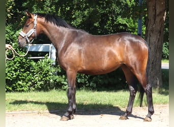 Hannover, Giumenta, 3 Anni, 166 cm, Baio
