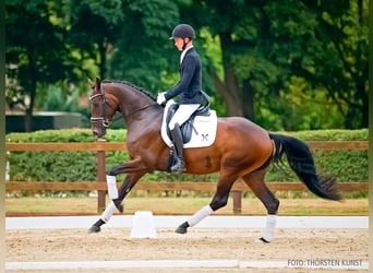 Hannover, Giumenta, 3 Anni, 166 cm, Baio scuro
