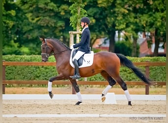 Hannover, Giumenta, 3 Anni, 166 cm, Baio scuro