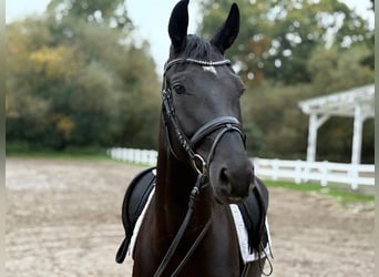 Hannover, Giumenta, 3 Anni, 166 cm, Morello
