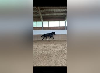 Hannover, Giumenta, 3 Anni, 166 cm, Morello