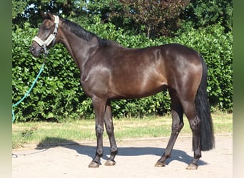Hannover, Giumenta, 3 Anni, 166 cm, Morello