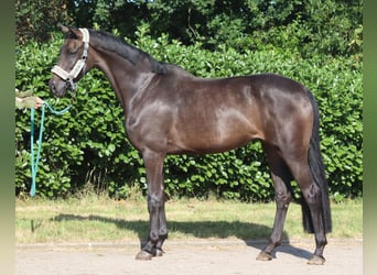 Hannover, Giumenta, 3 Anni, 166 cm, Morello