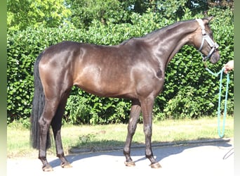 Hannover, Giumenta, 3 Anni, 166 cm, Morello