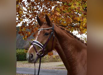 Hannover, Giumenta, 3 Anni, 166 cm, Sauro