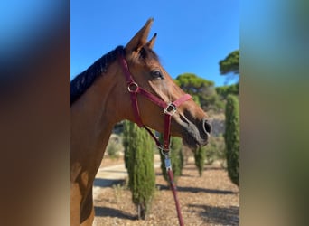 Hannover, Giumenta, 3 Anni, 167 cm, Baio