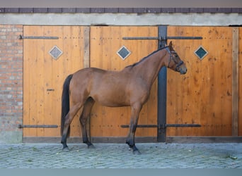 Hannover, Giumenta, 3 Anni, 167 cm, Baio