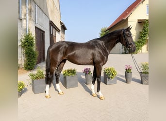 Hannover, Giumenta, 3 Anni, 167 cm, Morello
