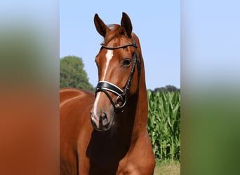 Hannover, Giumenta, 3 Anni, 167 cm, Sauro