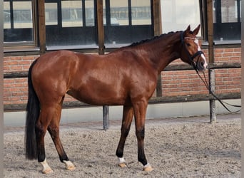 Hannover, Giumenta, 3 Anni, 168 cm, Baio