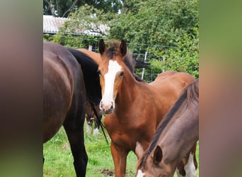Hannover, Giumenta, 3 Anni, 168 cm, Baio chiaro