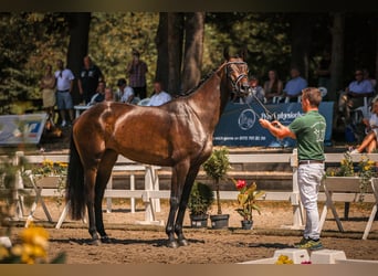 Hannover, Giumenta, 3 Anni, 168 cm, Baio nero