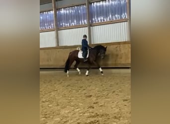 Hannover, Giumenta, 3 Anni, 168 cm, Baio