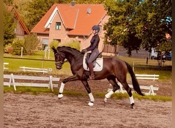 Hannover, Giumenta, 3 Anni, 168 cm, Baio scuro