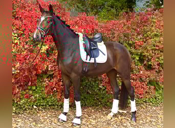 Hannover, Giumenta, 3 Anni, 168 cm, Baio scuro