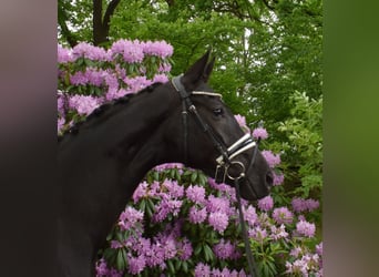Hannover, Giumenta, 3 Anni, 168 cm, Morello