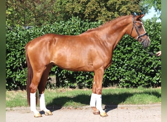 Hannover, Giumenta, 3 Anni, 168 cm, Sauro