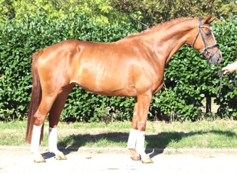 Hannover, Giumenta, 3 Anni, 168 cm, Sauro