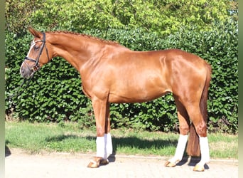 Hannover, Giumenta, 3 Anni, 168 cm, Sauro