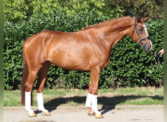 Hannover, Giumenta, 3 Anni, 168 cm, Sauro