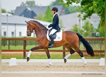 Hannover, Giumenta, 3 Anni, 169 cm, Baio