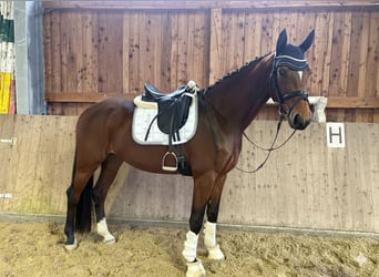 Hannover, Giumenta, 3 Anni, 169 cm