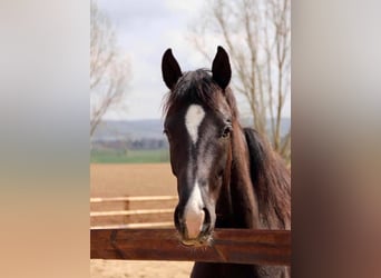 Hannover, Giumenta, 3 Anni, 169 cm, Morello