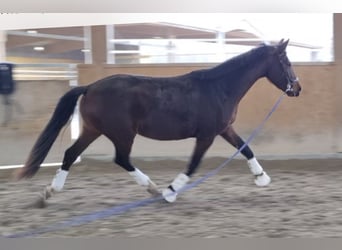 Hannover, Giumenta, 3 Anni, 170 cm, Baio