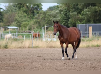 Hannover, Giumenta, 3 Anni, 170 cm, Baio