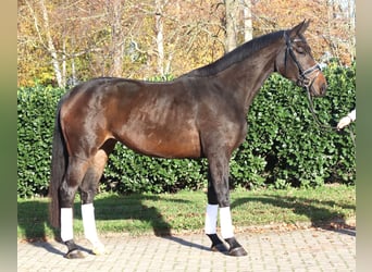 Hannover, Giumenta, 3 Anni, 170 cm, Baio nero