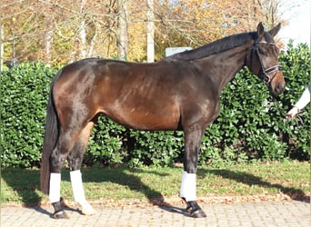 Hannover, Giumenta, 3 Anni, 170 cm, Baio nero