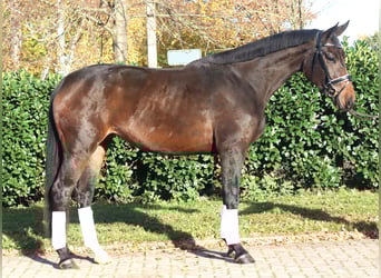 Hannover, Giumenta, 3 Anni, 170 cm, Baio nero
