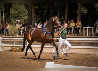 Hannover, Giumenta, 3 Anni, 170 cm, Baio nero