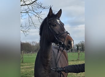 Hannover, Giumenta, 3 Anni, 170 cm, Baio scuro