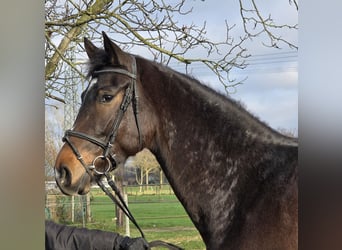 Hannover, Giumenta, 3 Anni, 170 cm, Baio scuro