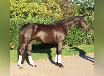 Hannover, Giumenta, 3 Anni, 170 cm, Morello