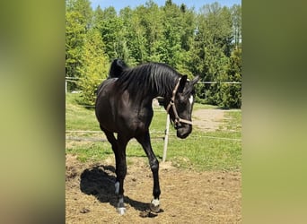 Hannover, Giumenta, 3 Anni, 170 cm, Morello