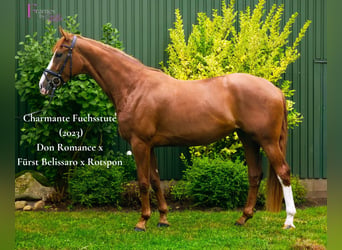 Hannover, Giumenta, 3 Anni, 170 cm, Sauro