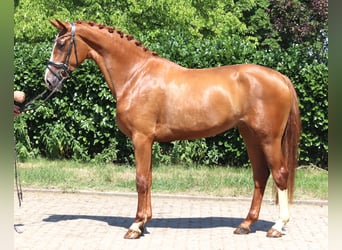 Hannover, Giumenta, 3 Anni, 170 cm, Sauro