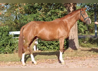 Hannover, Giumenta, 3 Anni, 170 cm, Sauro