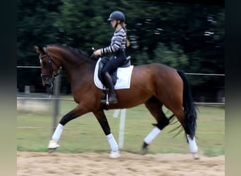 Hannover, Giumenta, 3 Anni, 172 cm, Baio
