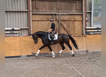 Hannover, Giumenta, 3 Anni, 172 cm, Baio scuro