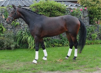 Hannover, Giumenta, 3 Anni, 172 cm, Baio scuro