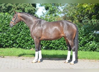 Hannover, Giumenta, 3 Anni, 172 cm, Baio scuro