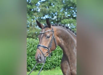 Hannover, Giumenta, 3 Anni, 172 cm, Baio scuro